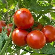 Tomato